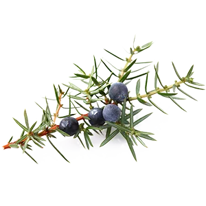 Juniper Berries
